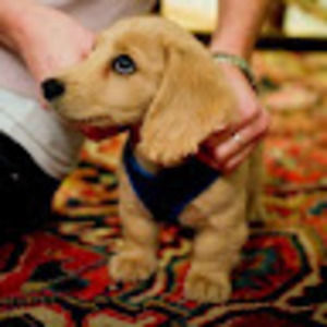 Meet your Posher, Katy